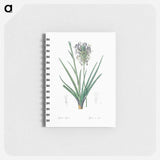 Agave spicata illustration - ピエール ジョゼフ ルドゥーテ Memo.