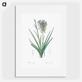 Agave spicata illustration - Pierre Joseph Redouté Poster.
