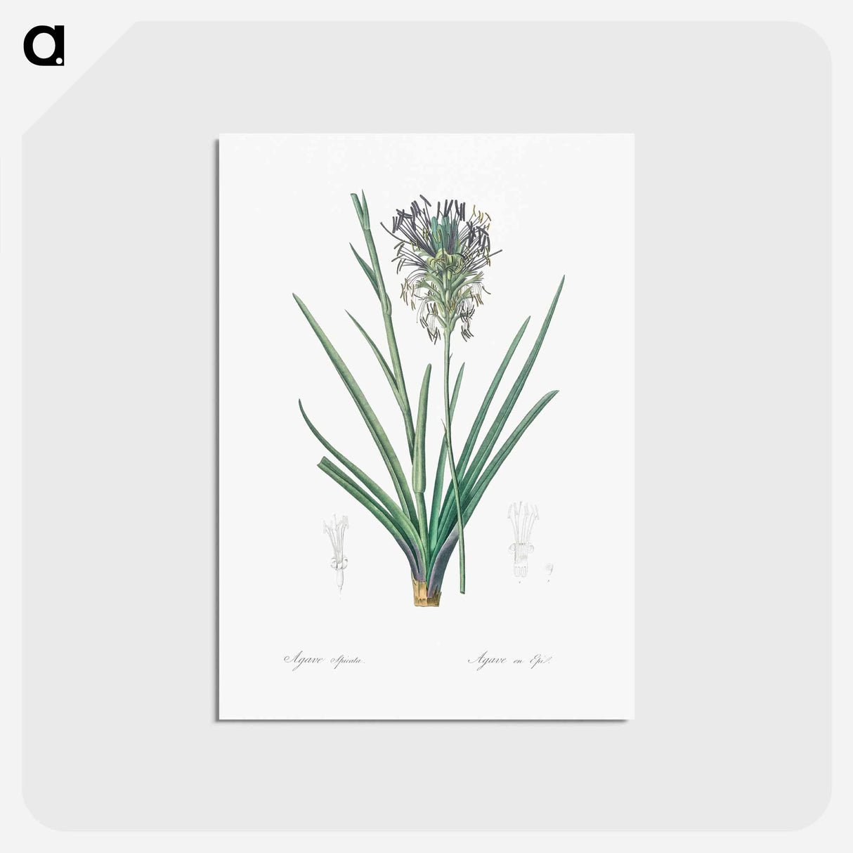 アートポストカード-Agave spicata illustration - ピエール ジョゼフ ルドゥーテ Postcard.
