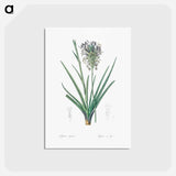 アートポストカード-Agave spicata illustration - ピエール ジョゼフ ルドゥーテ Postcard.
