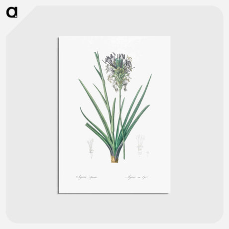 アートポストカード-Agave spicata illustration - ピエール ジョゼフ ルドゥーテ Postcard.