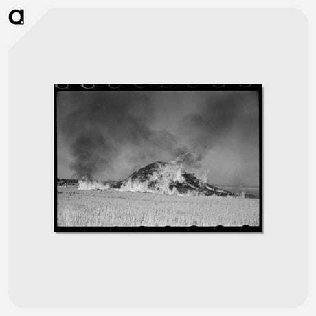 アートポストカード-Burning Straw Stack
 - ラッセル リー Postcard.