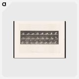 アートポストカード-Reclining Nude
 - エドワード マイブリッジ Postcard.