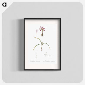 アートポスター-Spring meadow saffron illustration - ピエール ジョゼフ ルドゥーテ Poster.