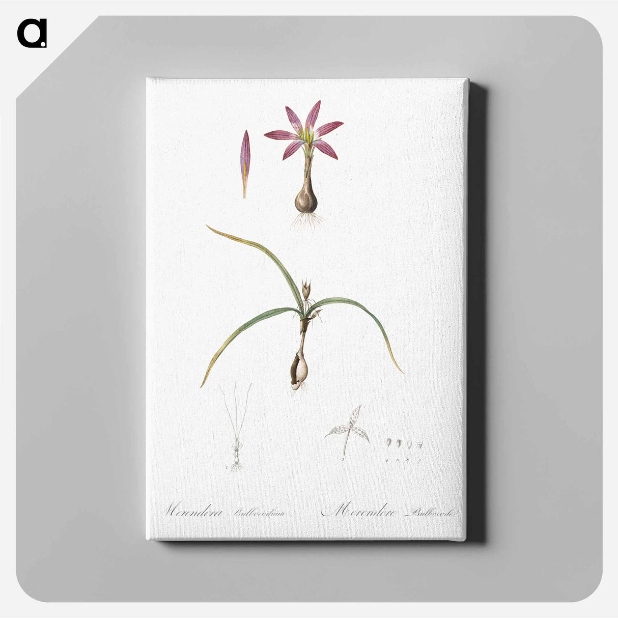 アートパネル-Spring meadow saffron illustration - ピエール ジョゼフ ルドゥーテ Canvas.