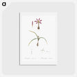 アートポストカード-Spring meadow saffron illustration - ピエール ジョゼフ ルドゥーテ Postcard.