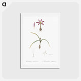 アートポストカード-Spring meadow saffron illustration - ピエール ジョゼフ ルドゥーテ Postcard.