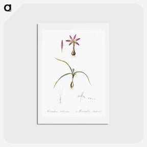 アートポストカード-Spring meadow saffron illustration - ピエール ジョゼフ ルドゥーテ Postcard.