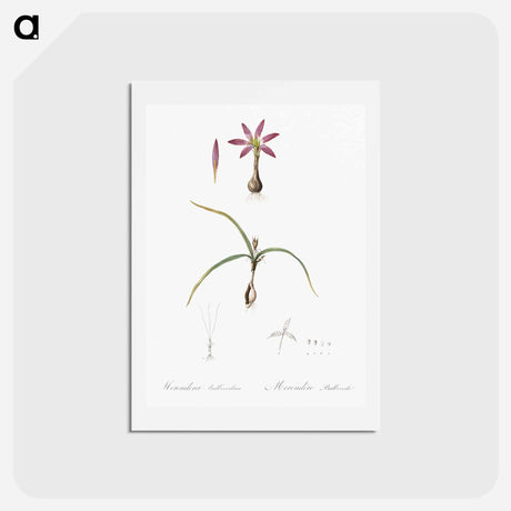 アートポストカード-Spring meadow saffron illustration - ピエール ジョゼフ ルドゥーテ Postcard.