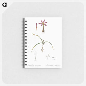 アートメモ帳-Spring meadow saffron illustration - ピエール ジョゼフ ルドゥーテ Memo.