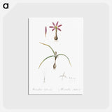 アートポストカード-Spring meadow saffron illustration - ピエール ジョゼフ ルドゥーテ Postcard.