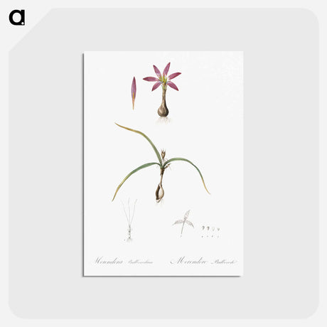 アートポストカード-Spring meadow saffron illustration - ピエール ジョゼフ ルドゥーテ Postcard.