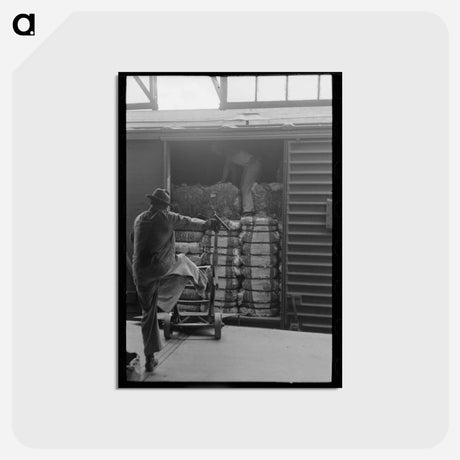 アートポストカード-Unloading Cotton in Houston
 - ラッセル リー Postcard.