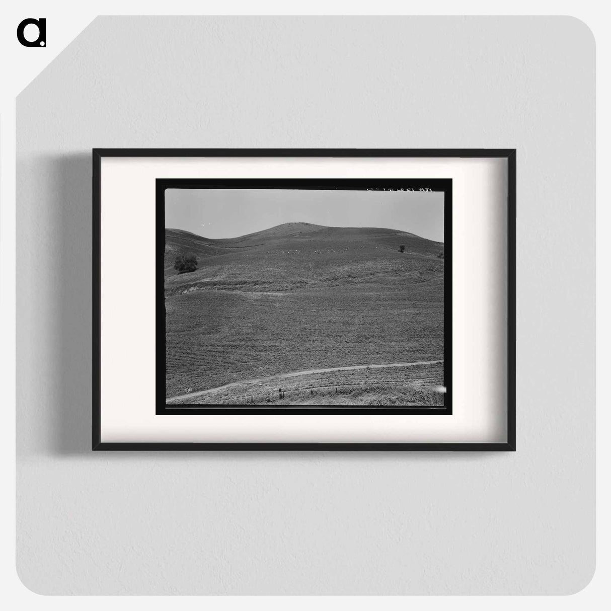 The pea fields of the California coast - Dorothea Lange Poster.