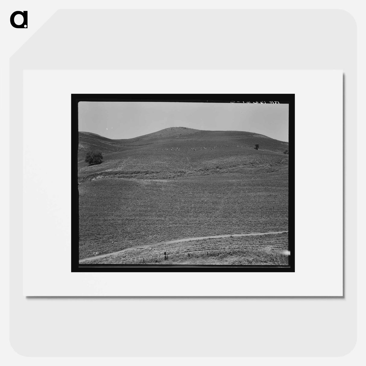 The pea fields of the California coast - Dorothea Lange Poster.