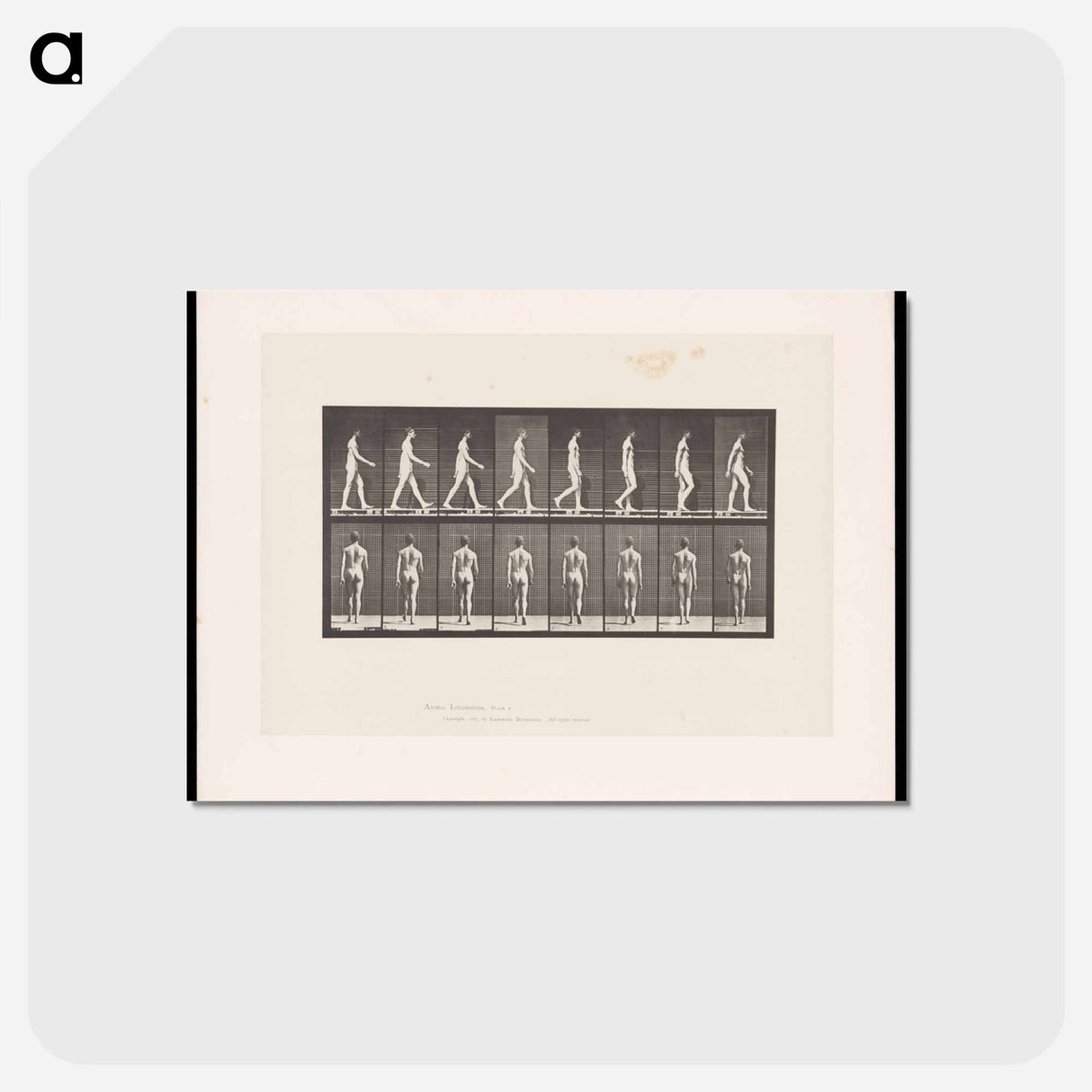 アートポストカード-Naked Man Walking
 - エドワード マイブリッジ Postcard.