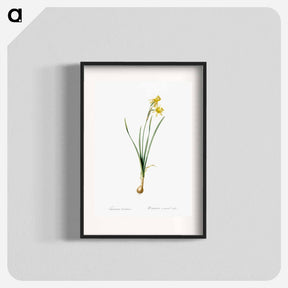 アートポスター-Narcissus calathinus illustration - ピエール ジョゼフ ルドゥーテ Poster.