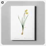 アートパネル-Narcissus calathinus illustration - ピエール ジョゼフ ルドゥーテ Canvas.