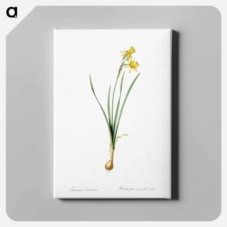 アートパネル-Narcissus calathinus illustration - ピエール ジョゼフ ルドゥーテ Canvas.