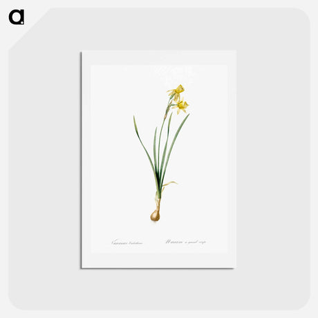 アートポストカード-Narcissus calathinus illustration - ピエール ジョゼフ ルドゥーテ Postcard.