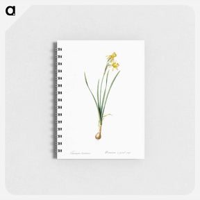 アートメモ帳-Narcissus calathinus illustration - ピエール ジョゼフ ルドゥーテ Memo.