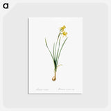 アートポストカード-Narcissus calathinus illustration - ピエール ジョゼフ ルドゥーテ Postcard.