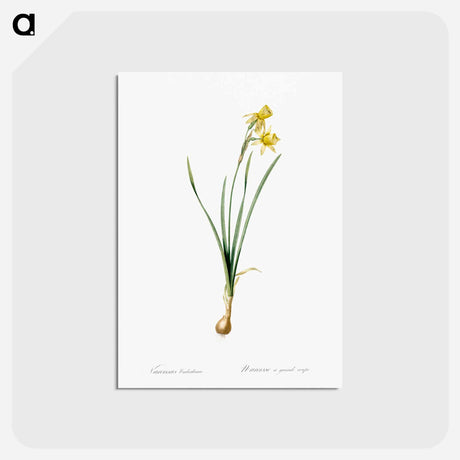 アートポストカード-Narcissus calathinus illustration - ピエール ジョゼフ ルドゥーテ Postcard.
