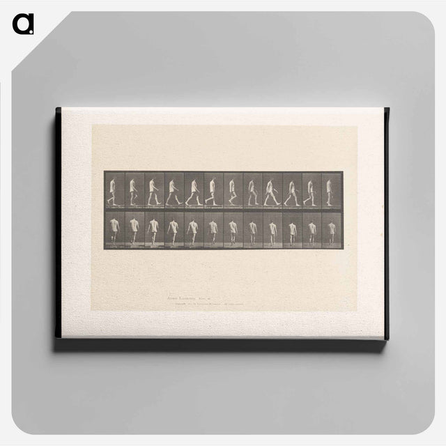 アートパネル-Walking Man
 - エドワード マイブリッジ Canvas.