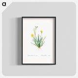 Yellow eyed grass illustration - Pierre Joseph Redouté Poster.