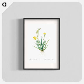 アートポスター-Yellow eyed grass illustration - ピエール ジョゼフ ルドゥーテ Poster.