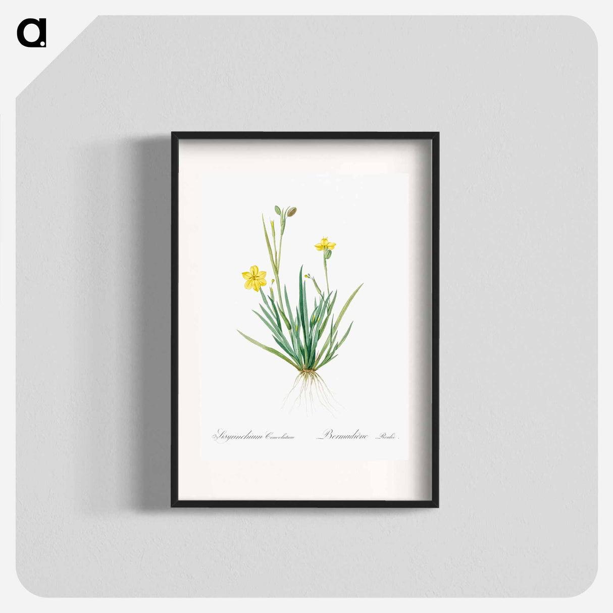 Yellow eyed grass illustration - ピエール ジョゼフ ルドゥーテ Poster.