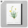 アートパネル-Yellow eyed grass illustration - ピエール ジョゼフ ルドゥーテ Canvas.