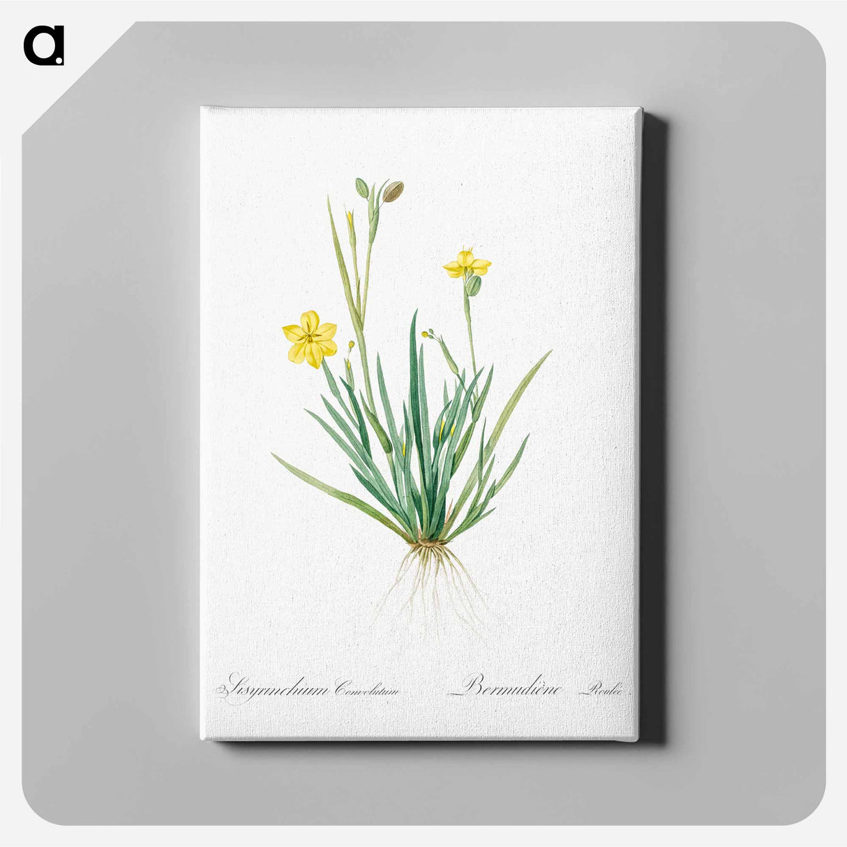 アートパネル-Yellow eyed grass illustration - ピエール ジョゼフ ルドゥーテ Canvas.