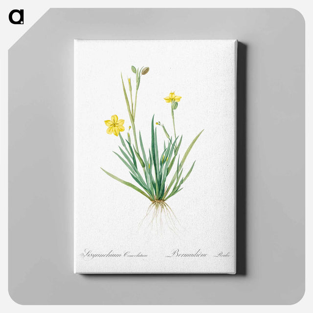 アートパネル-Yellow eyed grass illustration - ピエール ジョゼフ ルドゥーテ Canvas.