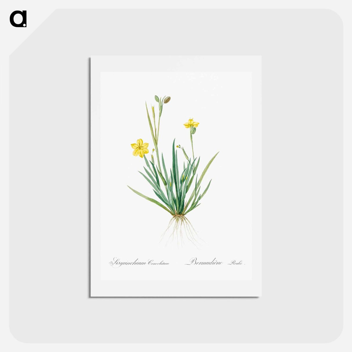 アートポストカード-Yellow eyed grass illustration - ピエール ジョゼフ ルドゥーテ Postcard.