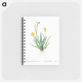 アートメモ帳-Yellow eyed grass illustration - ピエール ジョゼフ ルドゥーテ Memo.