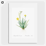 Yellow eyed grass illustration - Pierre Joseph Redouté Poster.