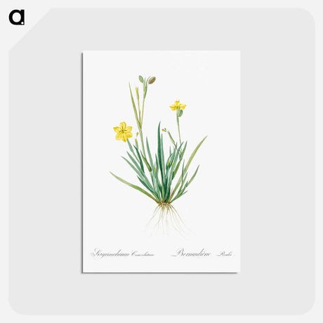 アートポストカード-Yellow eyed grass illustration - ピエール ジョゼフ ルドゥーテ Postcard.