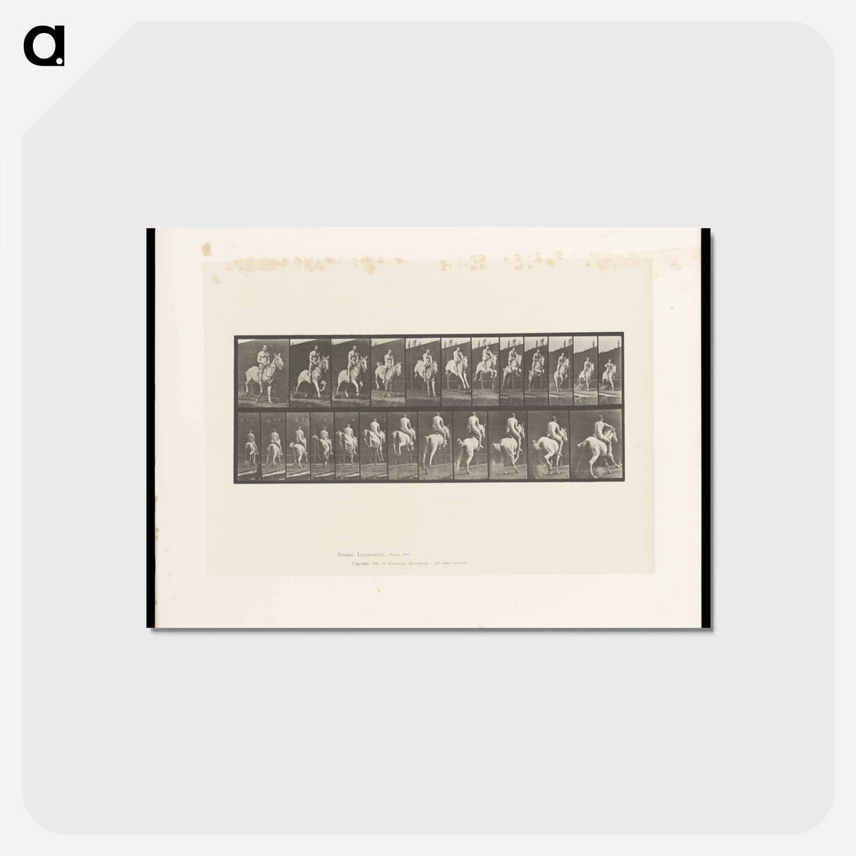 アートポストカード-Man on Horse Jumping
 - エドワード マイブリッジ Postcard.