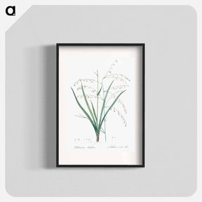 アートポスター-Pale vanilla lily illustration - ピエール ジョゼフ ルドゥーテ Poster.