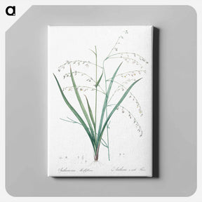 アートパネル-Pale vanilla lily illustration - ピエール ジョゼフ ルドゥーテ Canvas.