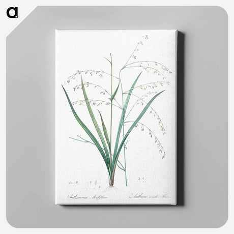 アートパネル-Pale vanilla lily illustration - ピエール ジョゼフ ルドゥーテ Canvas.