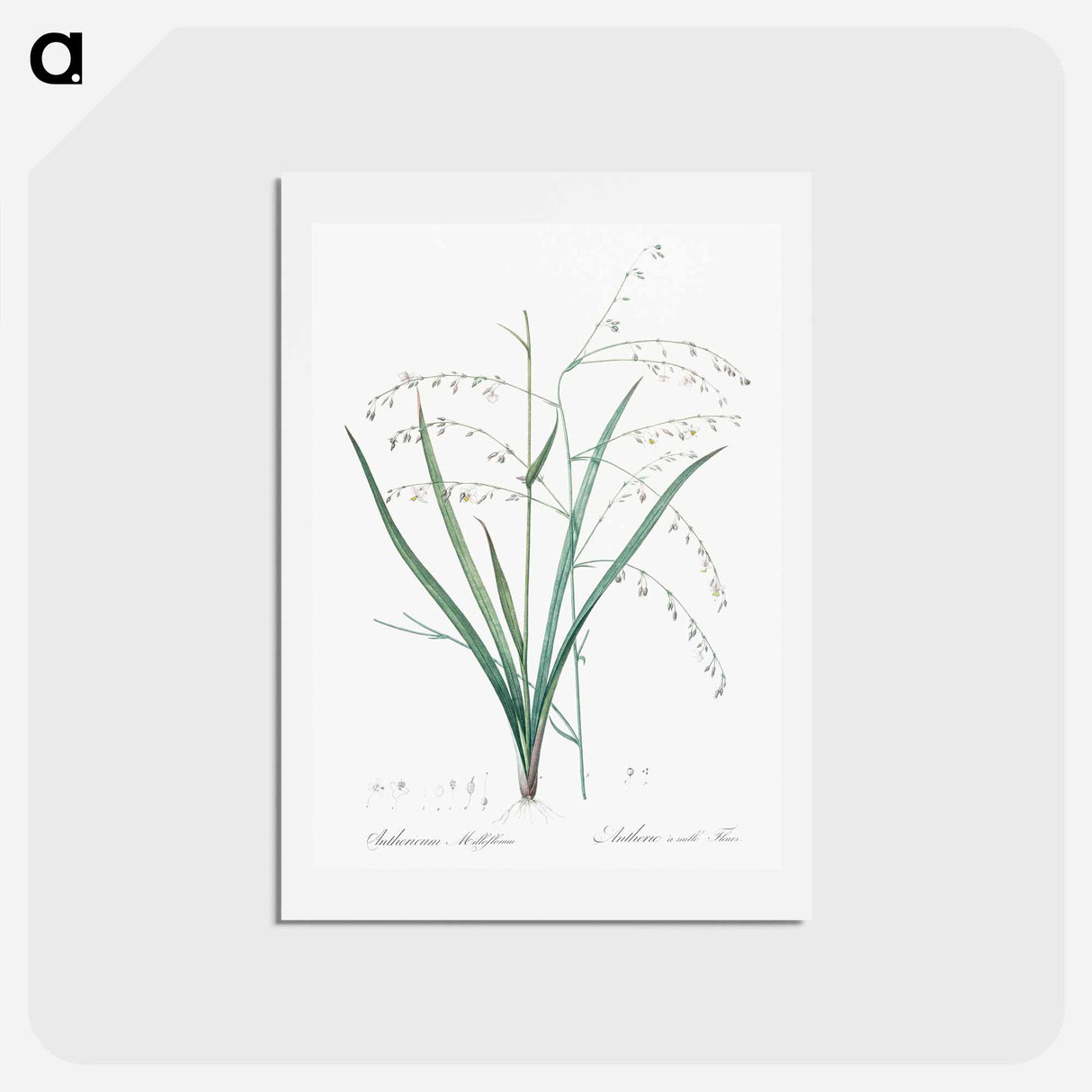 アートポストカード-Pale vanilla lily illustration - ピエール ジョゼフ ルドゥーテ Postcard.