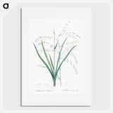 Pale vanilla lily illustration - Pierre Joseph Redouté Poster.