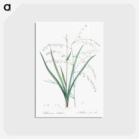 アートポストカード-Pale vanilla lily illustration - ピエール ジョゼフ ルドゥーテ Postcard.