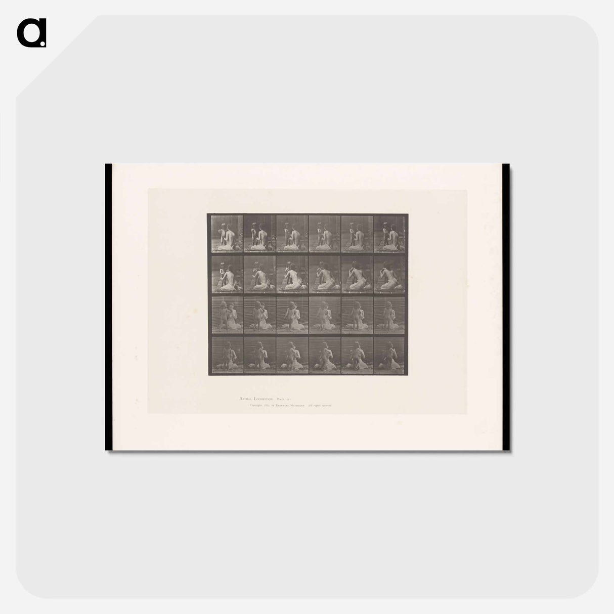 アートポストカード-Bouquet
 - エドワード マイブリッジ Postcard.