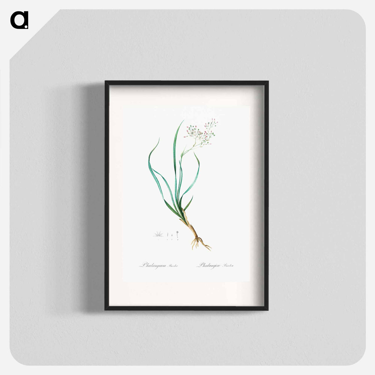 Phalangium bicolor - Pierre Joseph Redouté Poster.