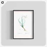 Phalangium bicolor - Pierre Joseph Redouté Poster.