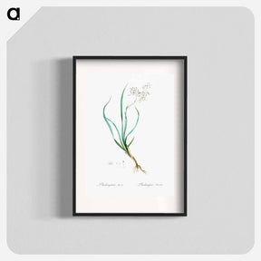 アートポスター-Phalangium bicolor - ピエール ジョゼフ ルドゥーテ Poster.