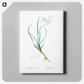 アートパネル-Phalangium bicolor - ピエール ジョゼフ ルドゥーテ Canvas.